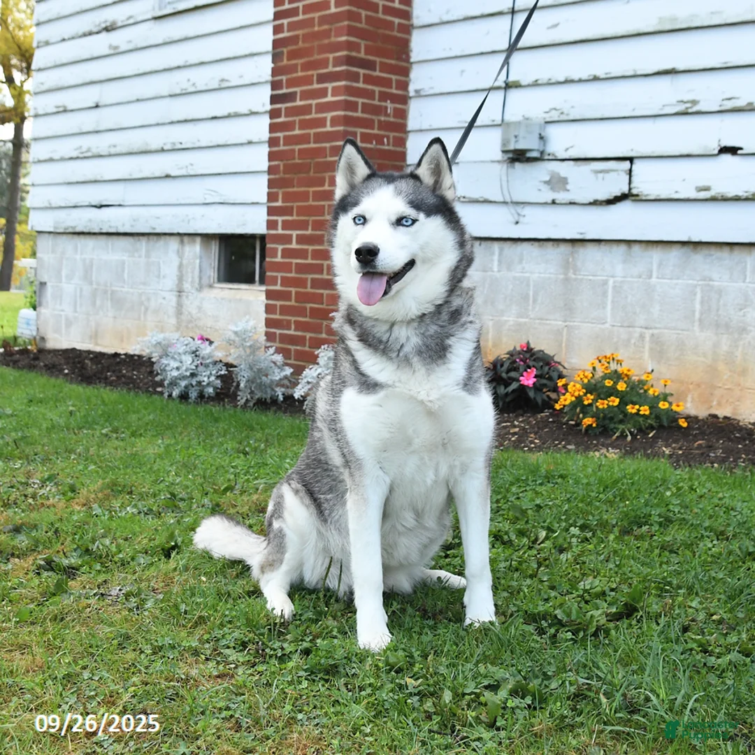 Siberian Husky dogs for sale: Kaitlyn - Ad 3