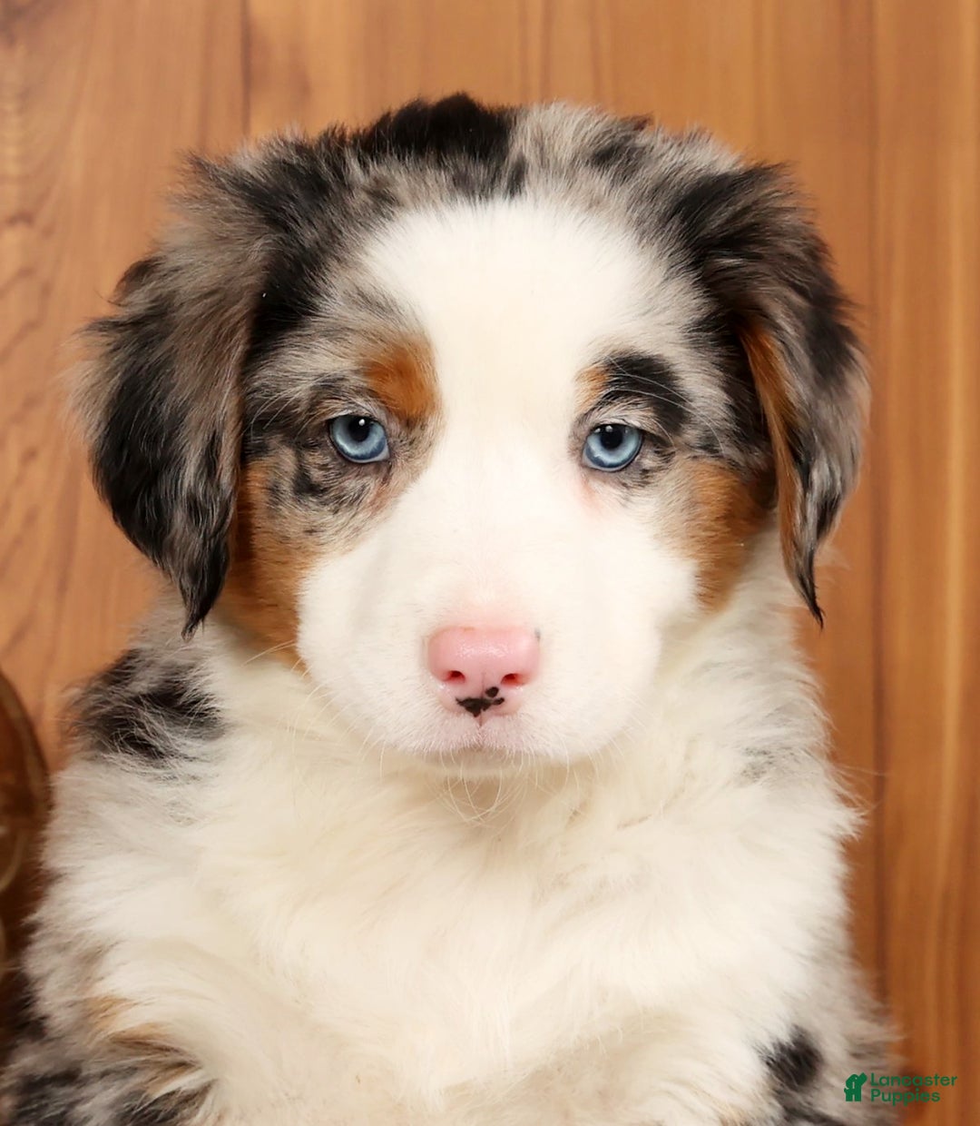 Australian Shepherd dogs for sale: Sparky - Ad 9