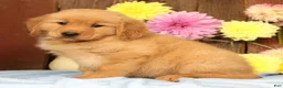 Golden Retriever dogs for sale: Hailey - Ad 5