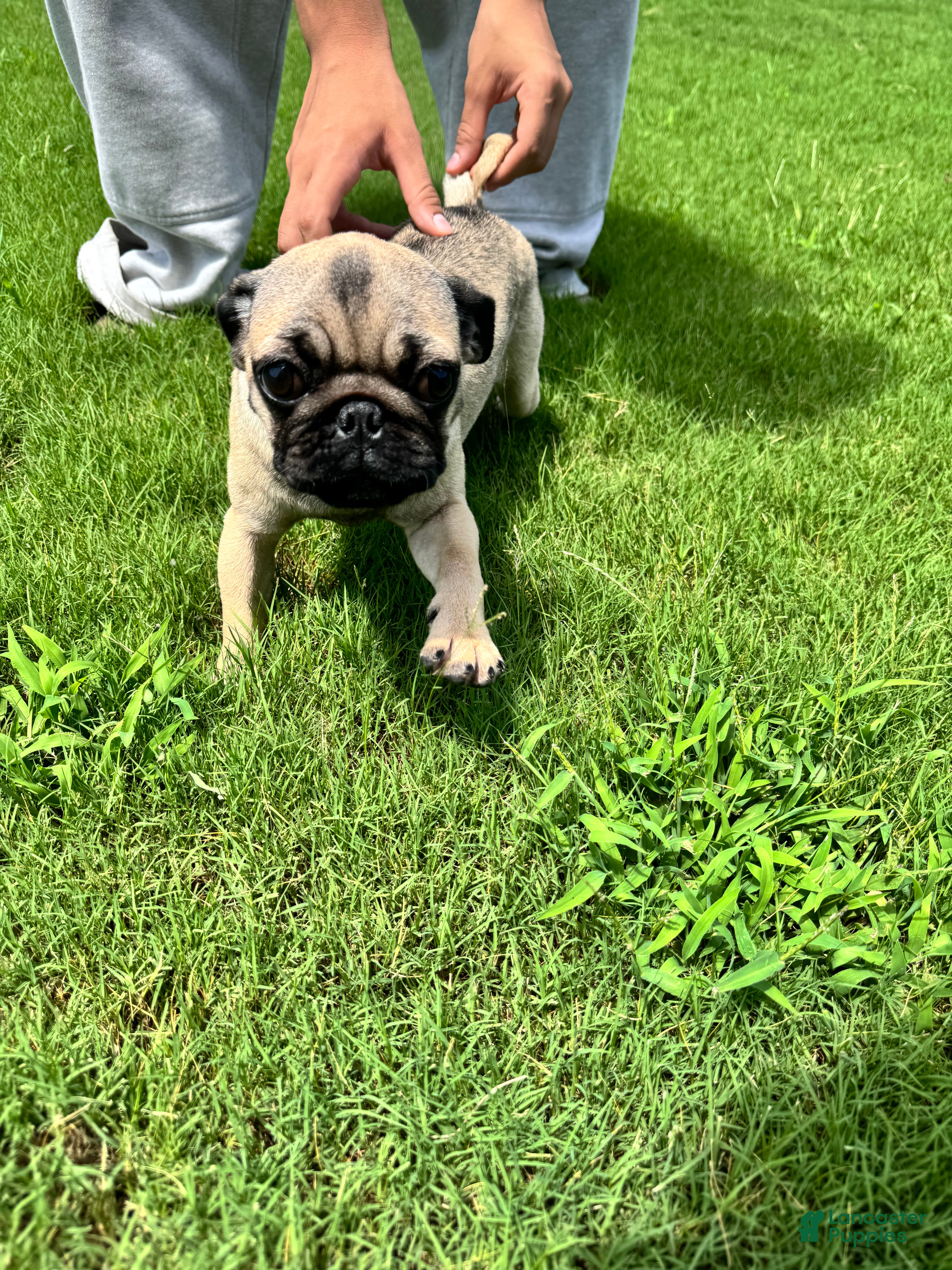 Pug dogs Bella - Ad 1