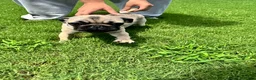 Pug dogs for sale: Bella - Ad 1
