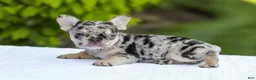 French Bulldog dogs for sale: Joy - Ad 11
