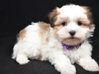 Havanese dogs Lexi - Ad 23