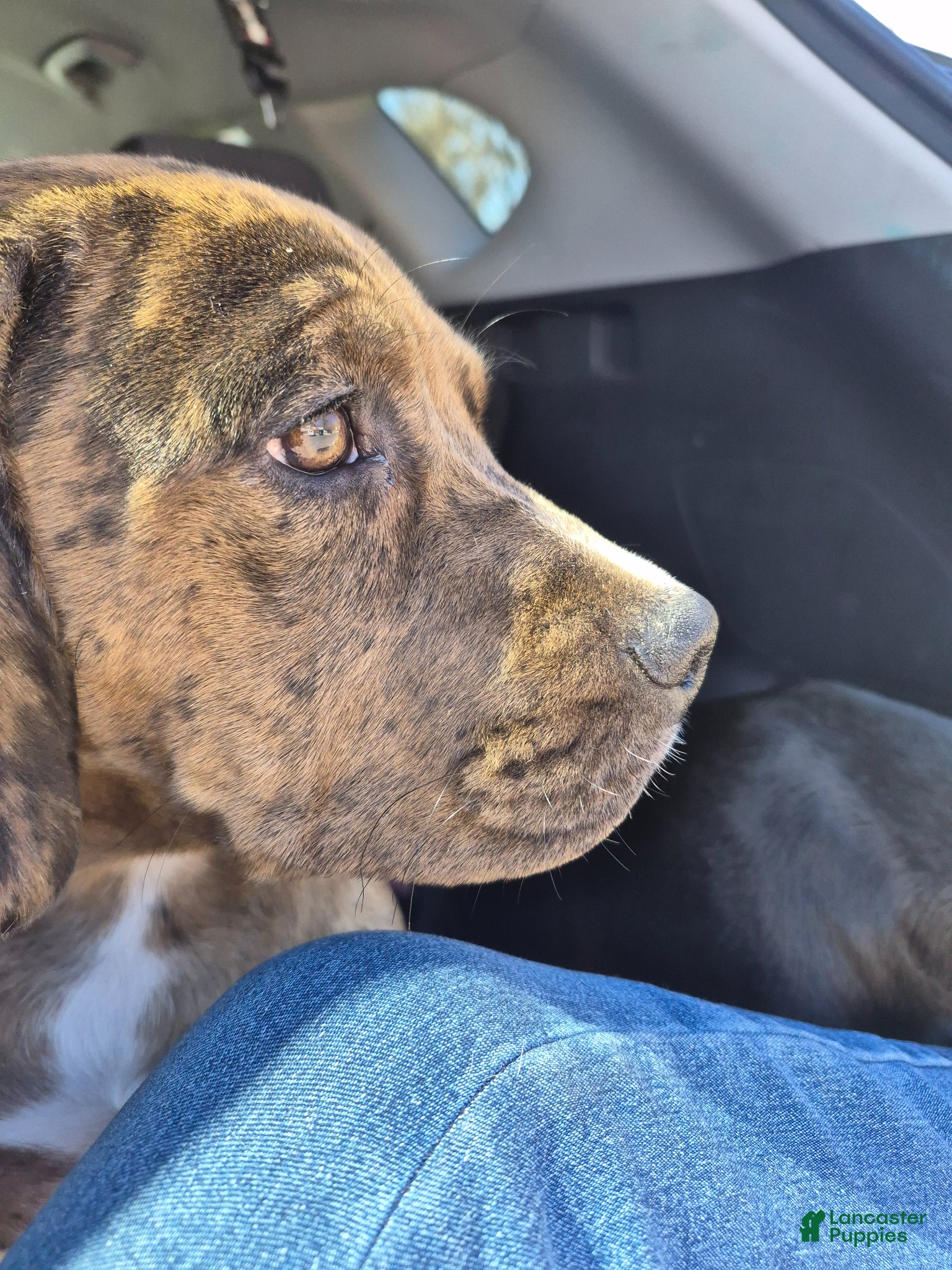 Mixed Breed dogs Winston - Ad 2