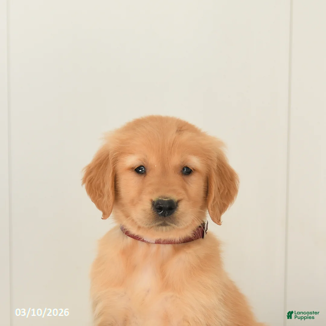 Golden Retriever dogs for sale: Monty - Ad 5