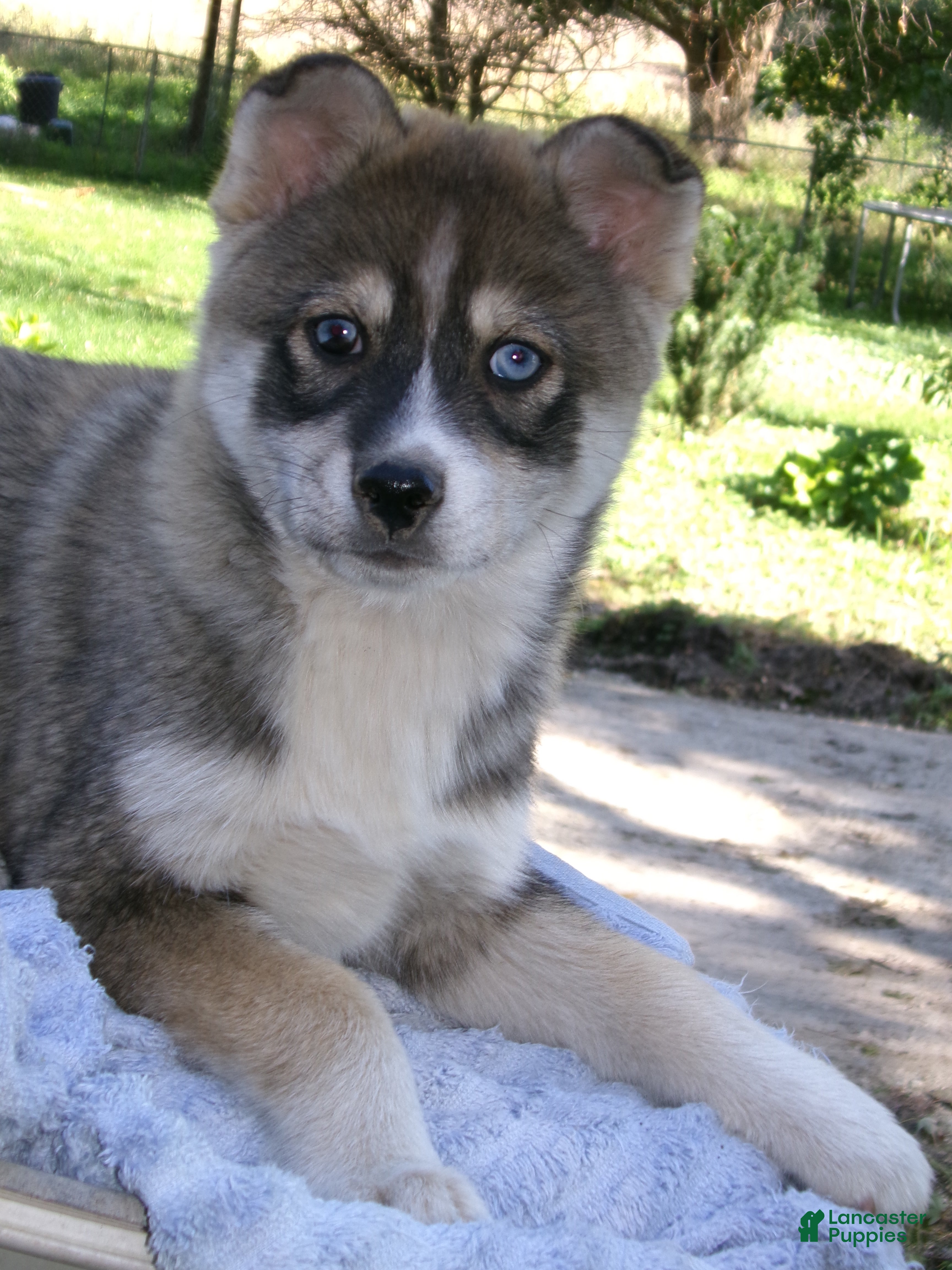 Pomsky dogs for sale: Petey - Ad 1