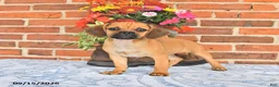 Puggle dogs for sale: Shoshannah - Ad 4