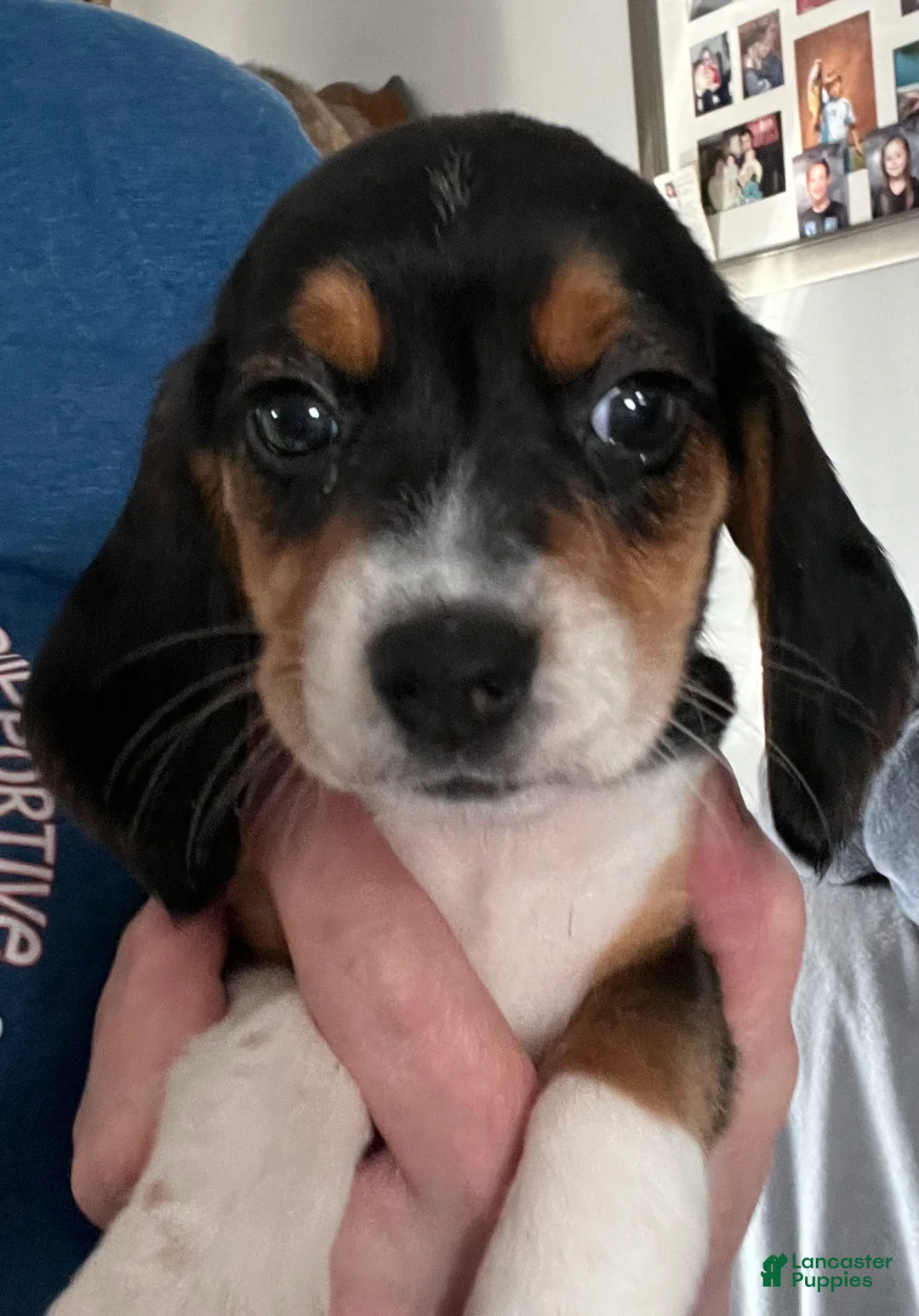 Beagle dogs for sale: Beagle Puppy 5 - Ad 1