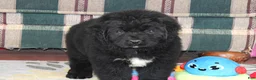 Newfoundland dogs for sale: OFA, AKC, CH Angie - Ad 3