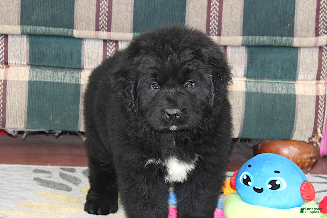 Newfoundland dogs for sale: OFA, AKC, CH Angie - Ad 3