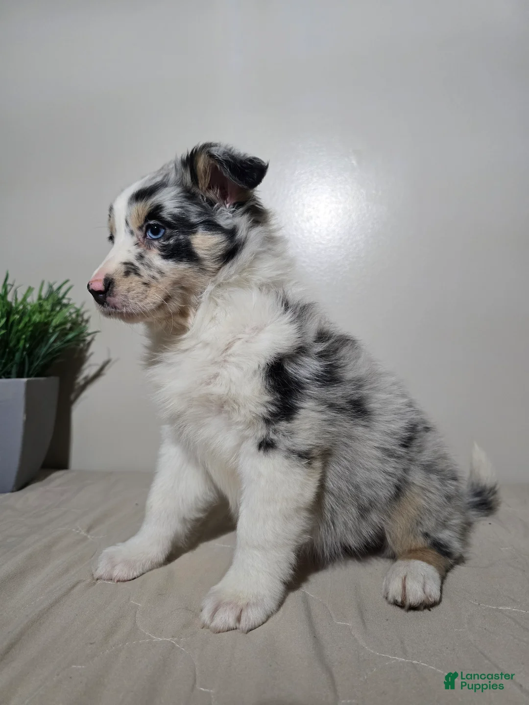 Australian Shepherd dogs for sale: Ellie - Ad 4