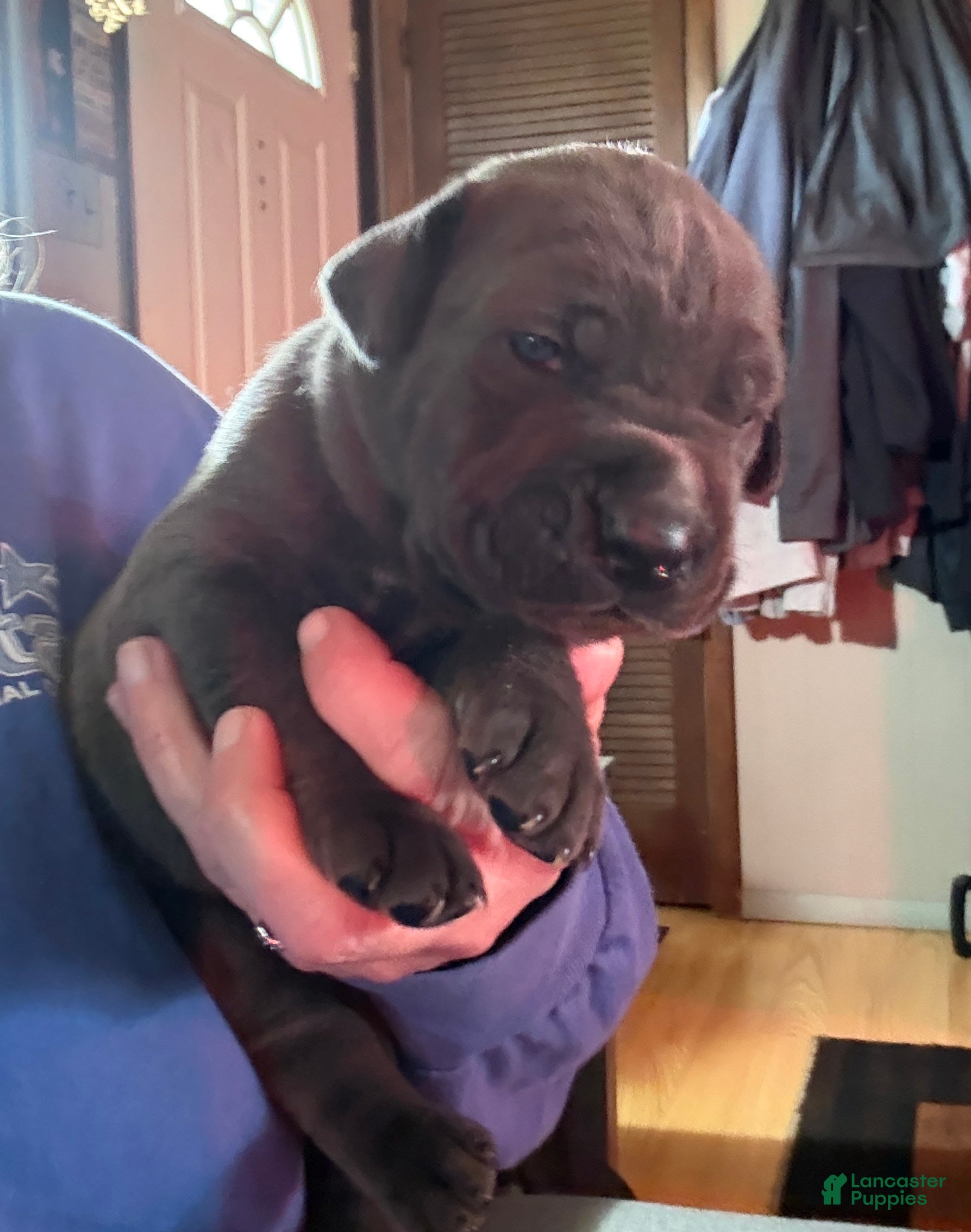 Cane Corso dogs Green - Ad 9