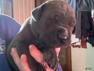 Cane Corso dogs Green - Ad 9