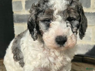 Mini Goldendoodle dogs Mia - Ad 23
