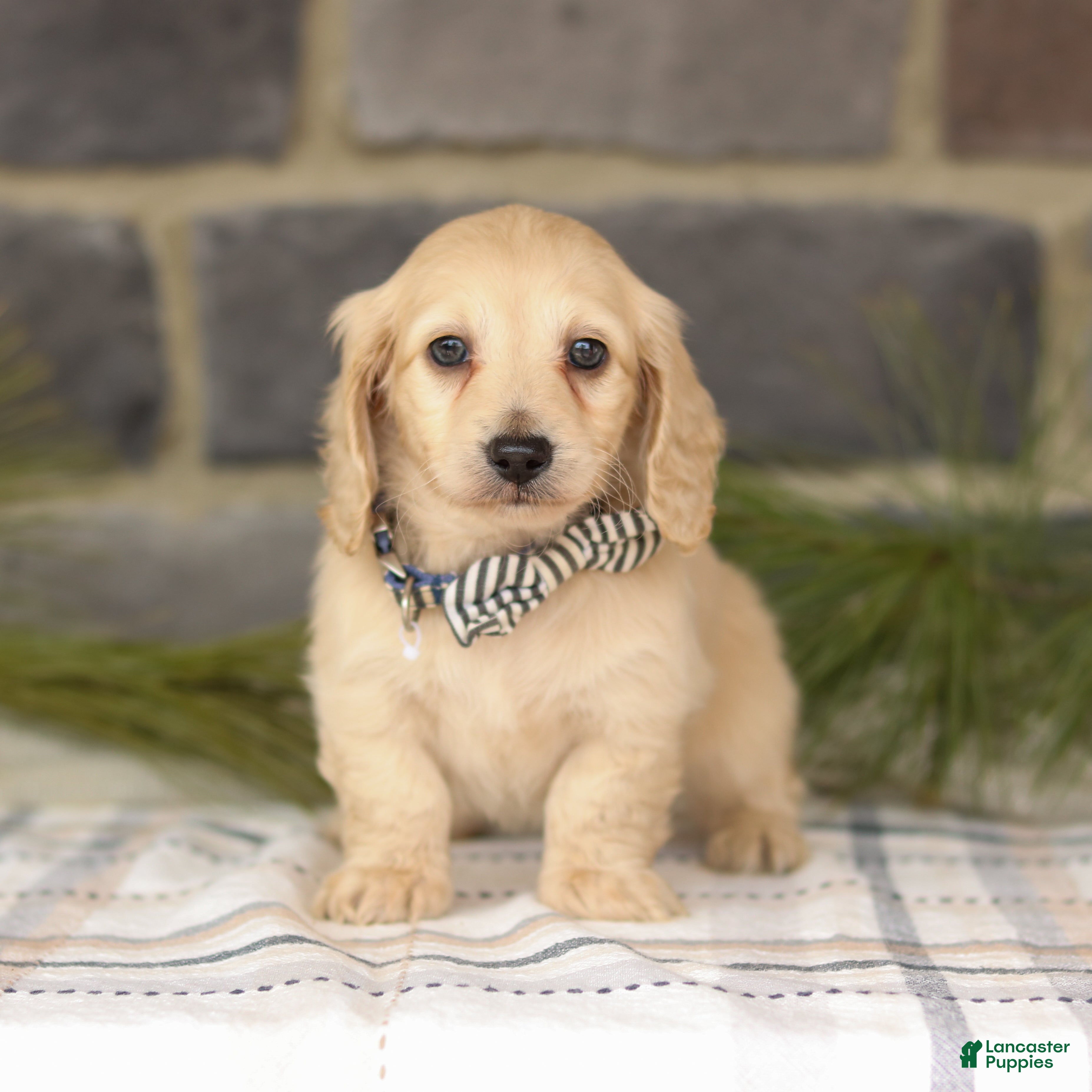 Miniature Dachshund dogs Brooklyn - Ad 2