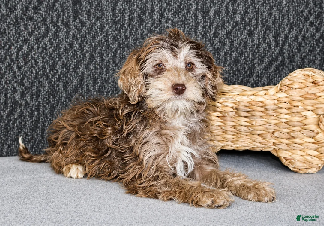 Mixed Breed dogs for sale: Olive - Ad 5