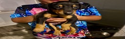 Doberman Pinscher dogs for sale: Doberman Pinscher Puppy 5 - Ad 2