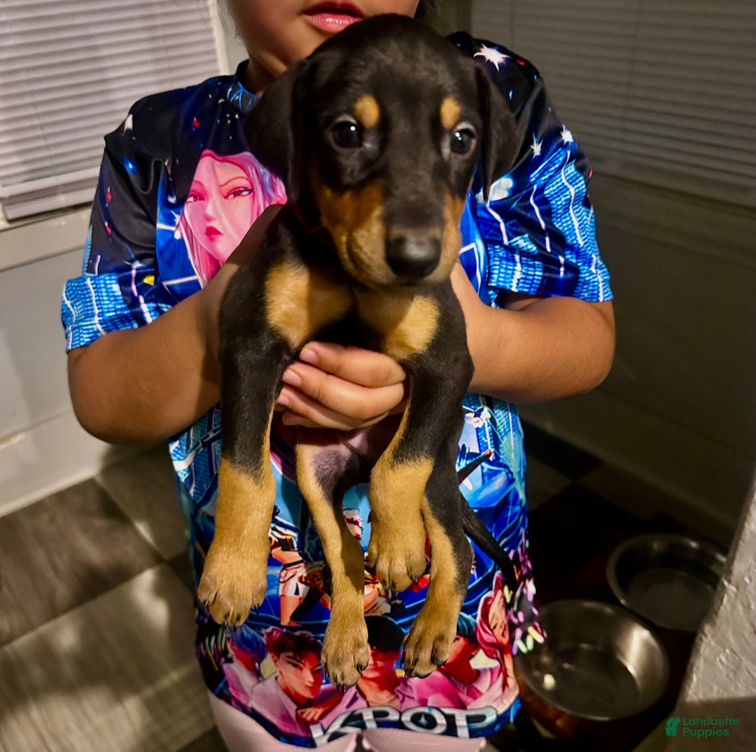 Doberman Pinscher dogs for sale: Doberman Pinscher Puppy 5 - Ad 2