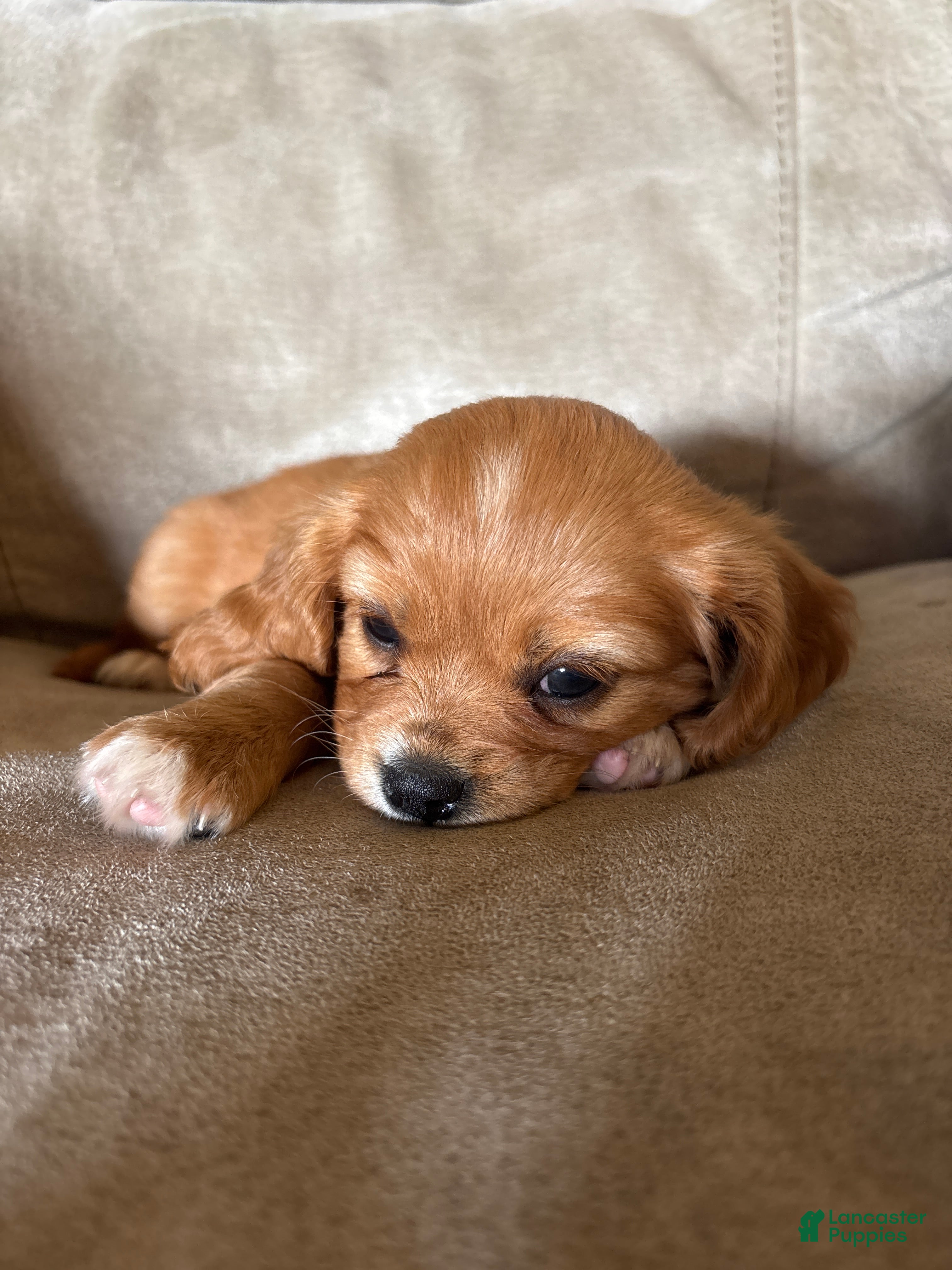 Mixed Breed dogs Charlette - Ad 2