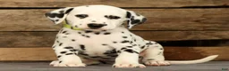Dalmatian dogs for sale: Connie - Ad 5