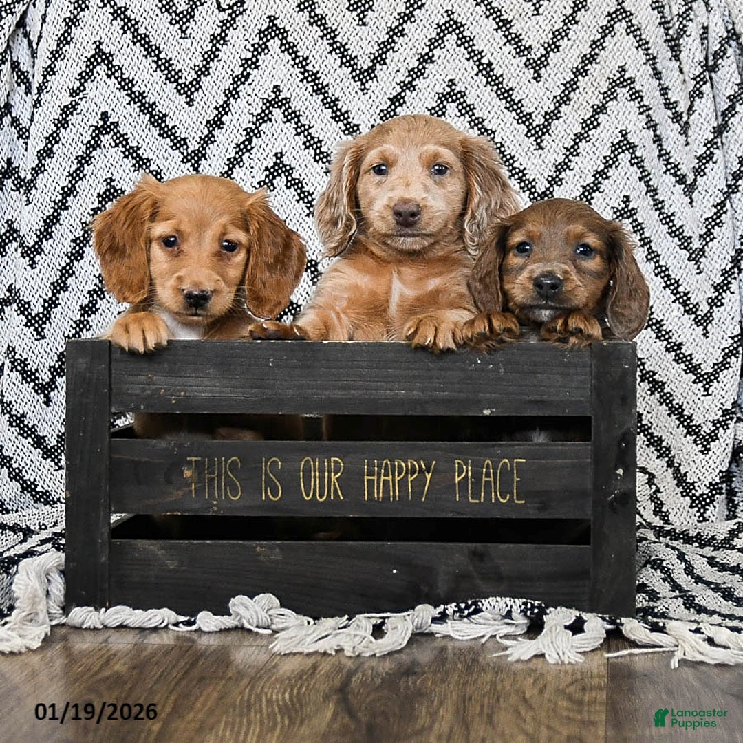 Miniature Dachshund dogs for sale: Ziggy - Ad 5