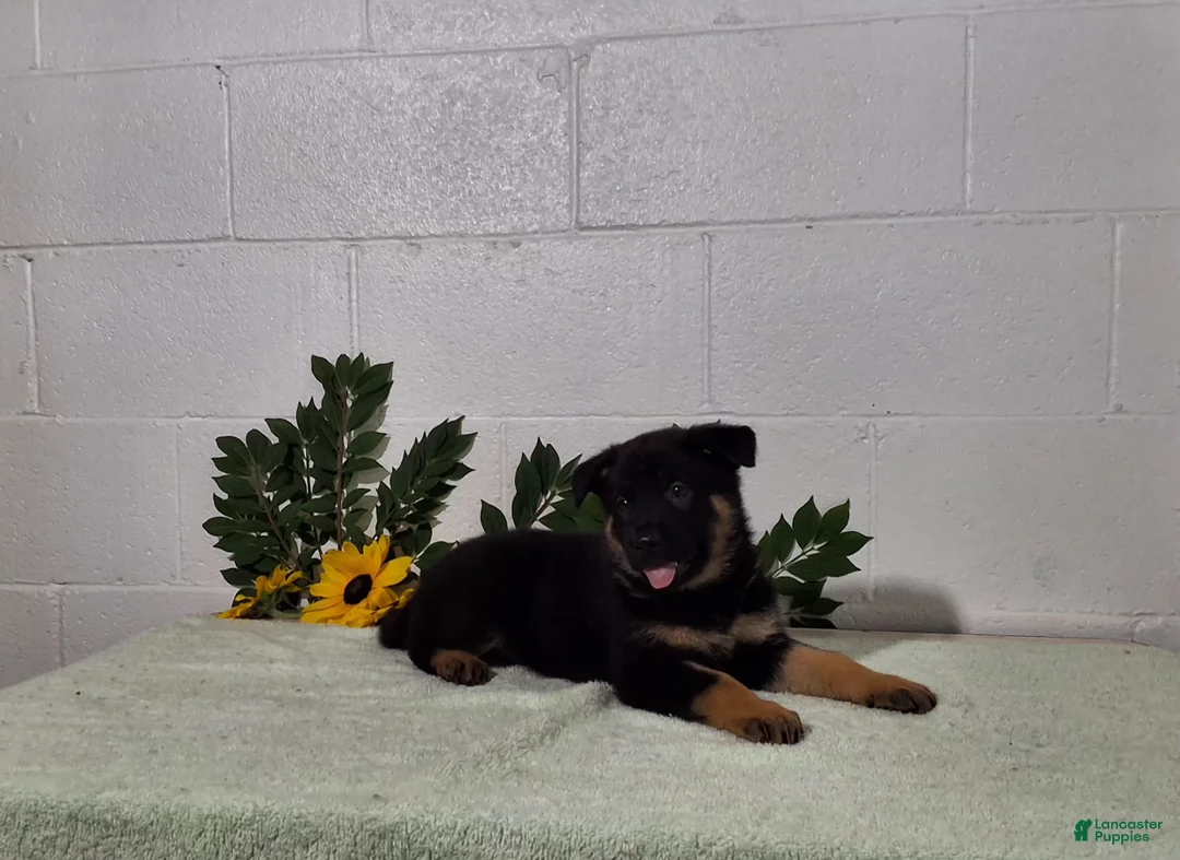 German Shepherd dogs for sale: DARLING - Ad 2
