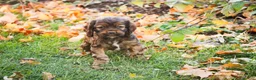 Cocker Spaniel dogs for sale: Archie - Ad 3