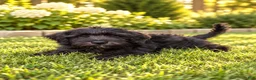 Miniature Schnauzer dogs for sale: Black  - Ad 2