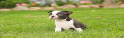 Boston Terrier dogs for sale: Blossom Boston Terrier  - Ad 6