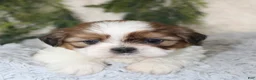 Shih Tzu dogs for sale: Puppy 3 - Ad 4