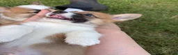 Welsh Corgi Pembroke dogs for sale: Full AKC - Ad 13