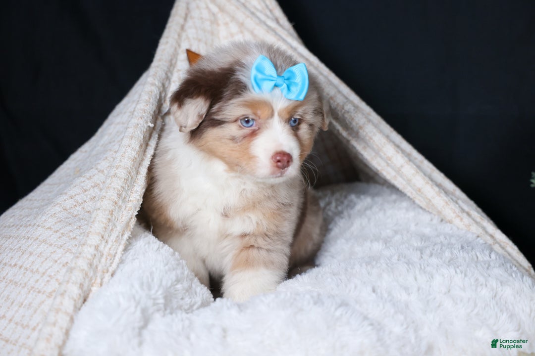Miniature Australian Shepherd dogs for sale: SCOOTER - Ad 8