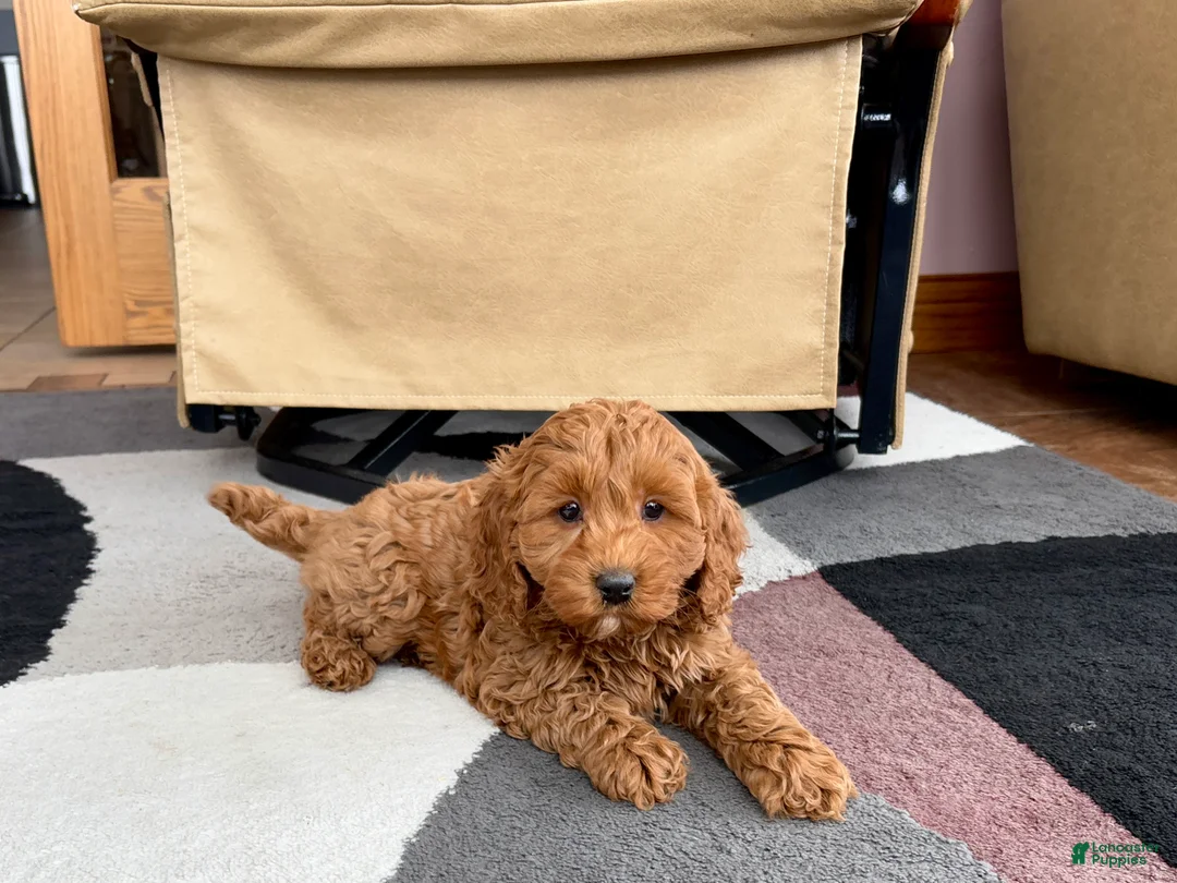 Cockapoo dogs for sale: Cockapoo female 2 - Ad 2