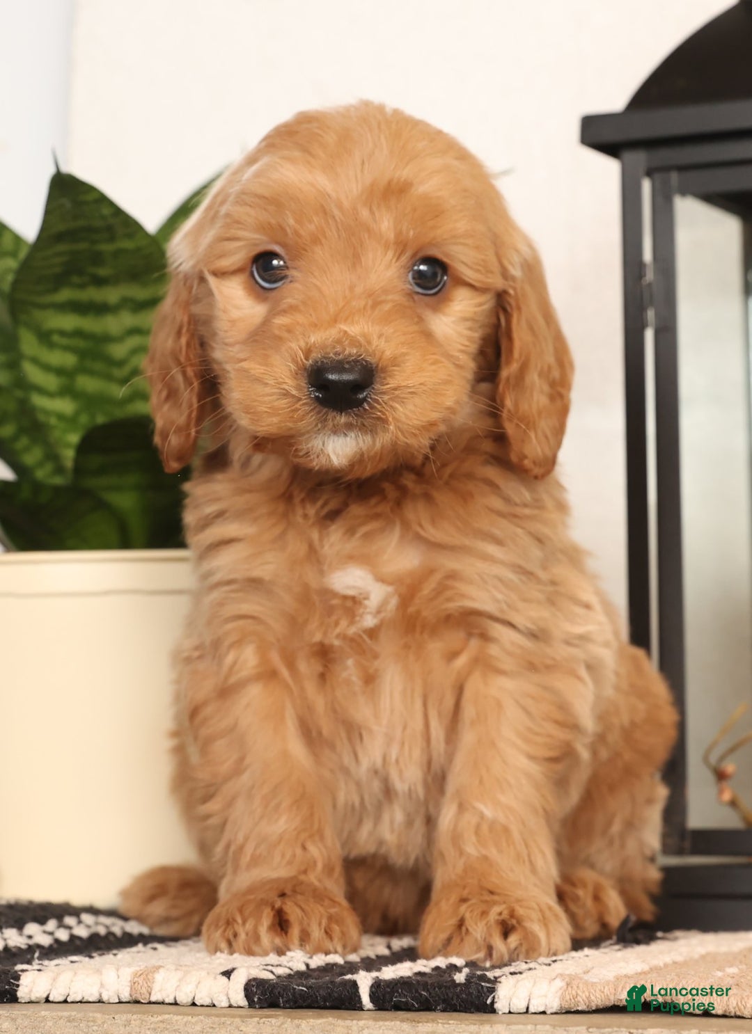 Mini Goldendoodle dogs for sale: Murphy - Ad 1
