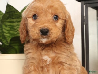 Mini Goldendoodle dogs Murphy - Ad 12