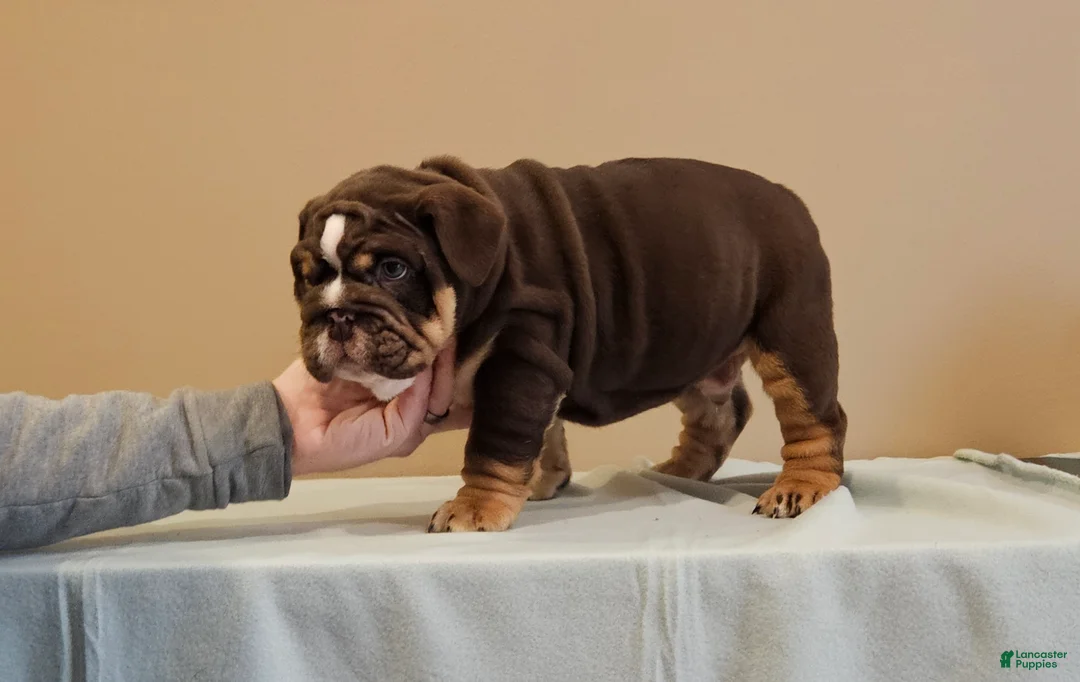 English Bulldog dogs for sale: English Bulldog Puppy 1 - Ad 8