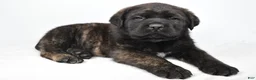 English Mastiff dogs for sale: Boxer - Ad 7