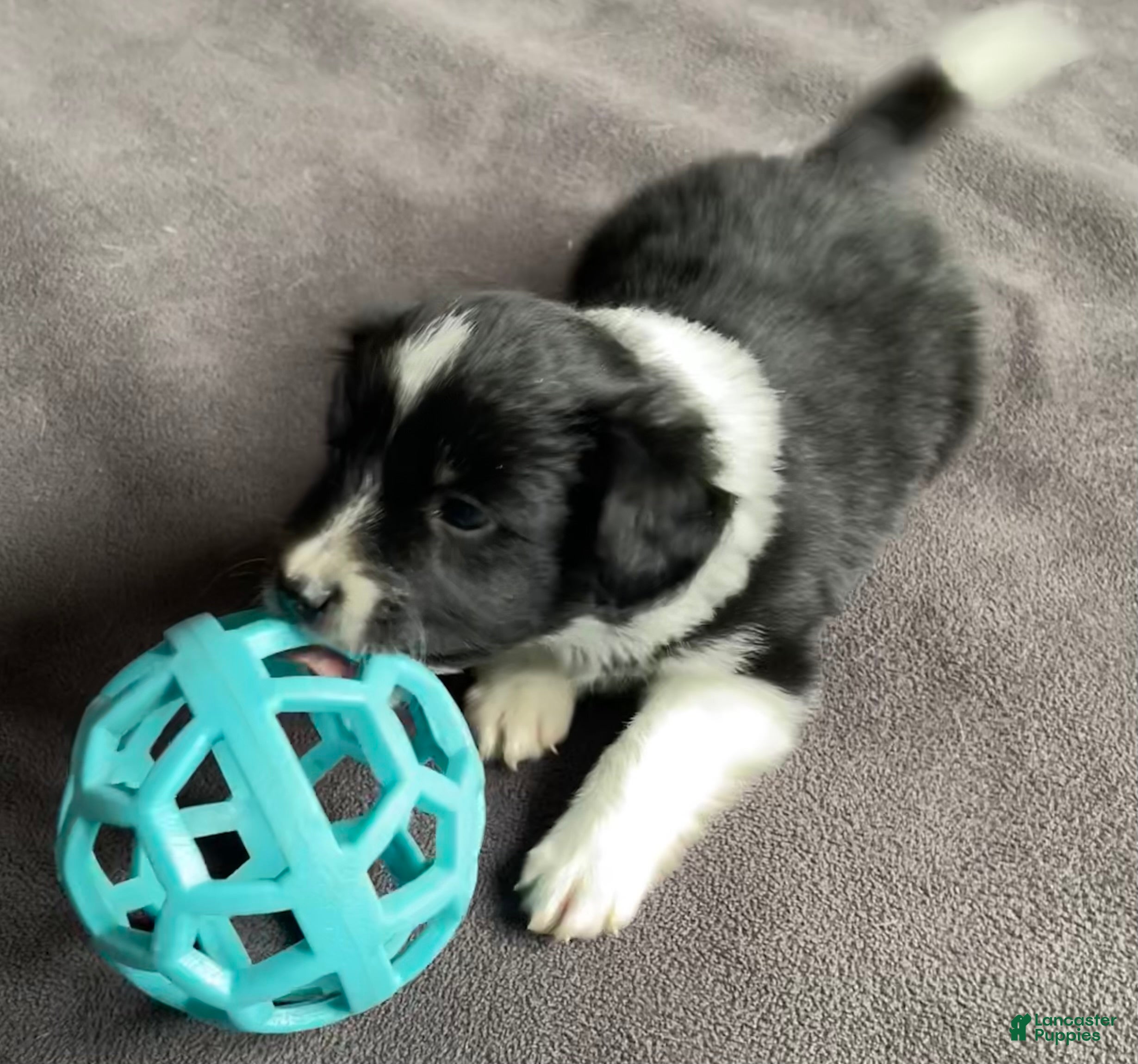 Mixed Breed dogs Spot.   - Ad 31