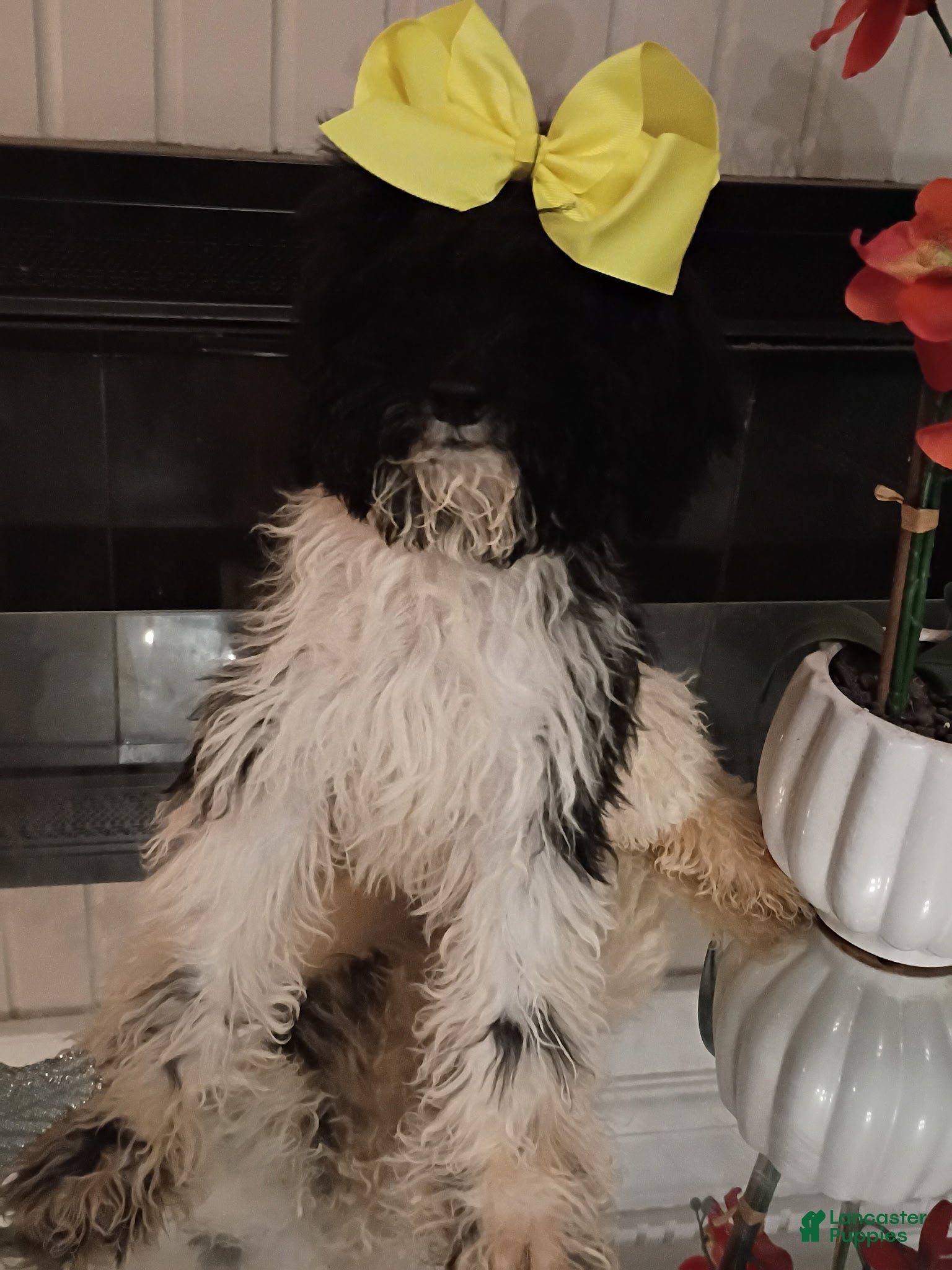 Standard Poodle dogs Standard Poodle Puppy 5 - Ad 17