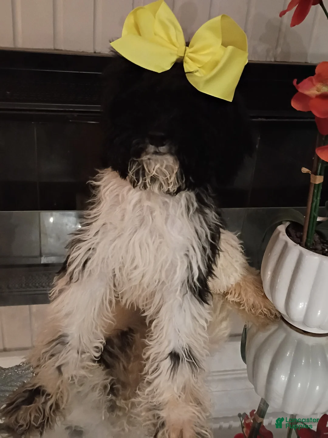 Standard Poodle dogs for sale: Standard Poodle Puppy 5 - Ad 1