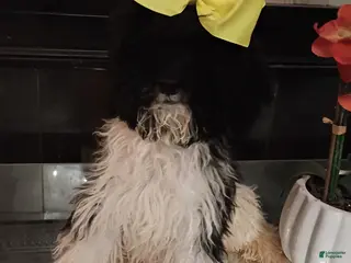 Standard Poodle dogs Standard Poodle Puppy 5 - Ad 17