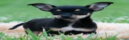 Chihuahua dogs for sale: Peppa - Ad 3