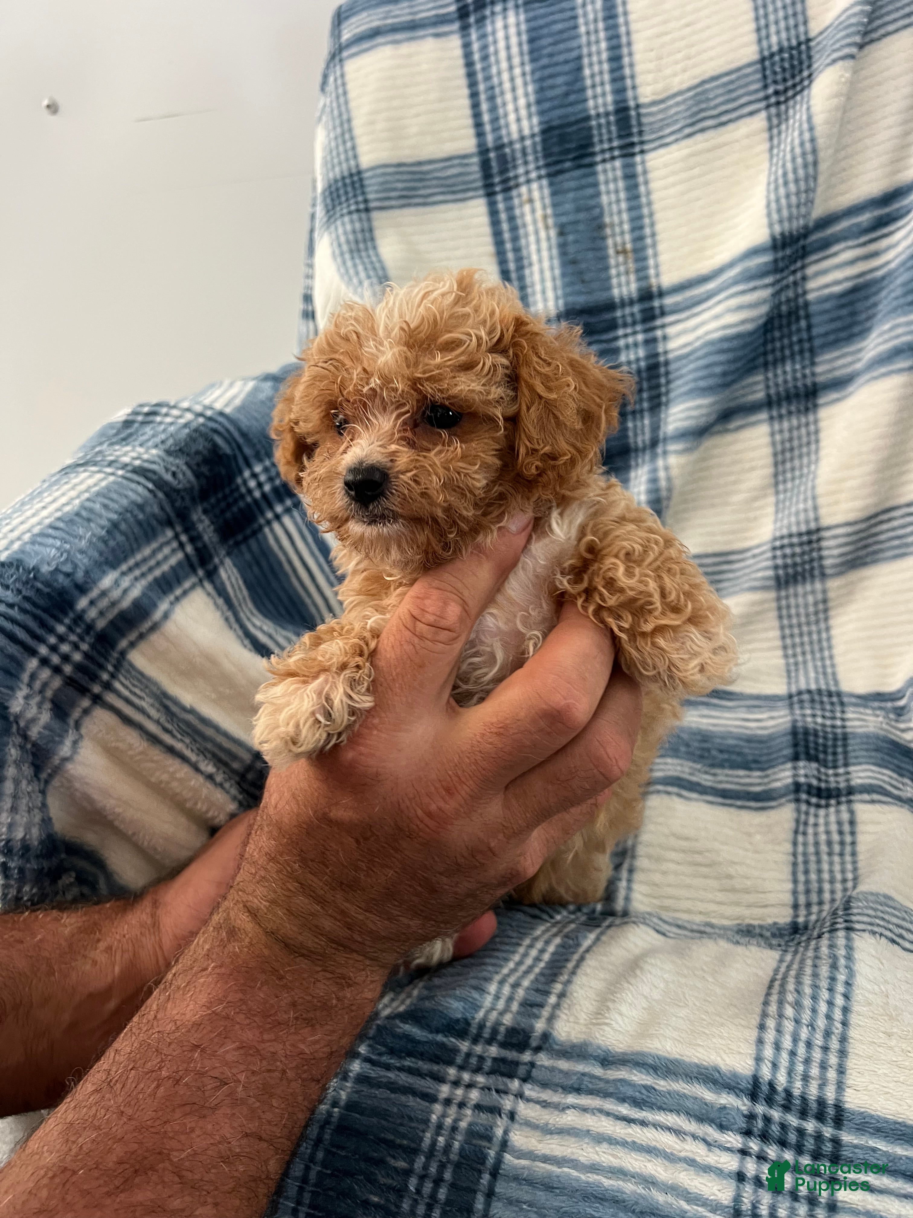 Shihpoo dogs Terry-Boy-Shihpoo 3 - Ad 2
