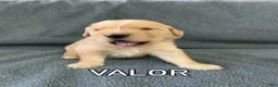 Golden Retriever dogs for sale: Valor - Ad 4