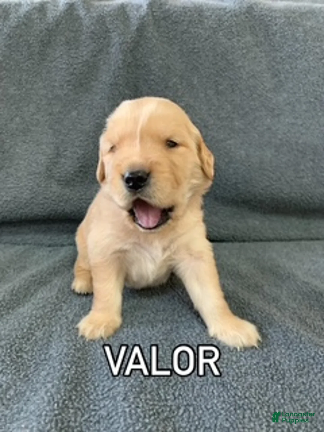 Golden Retriever dogs for sale: Valor - Ad 4