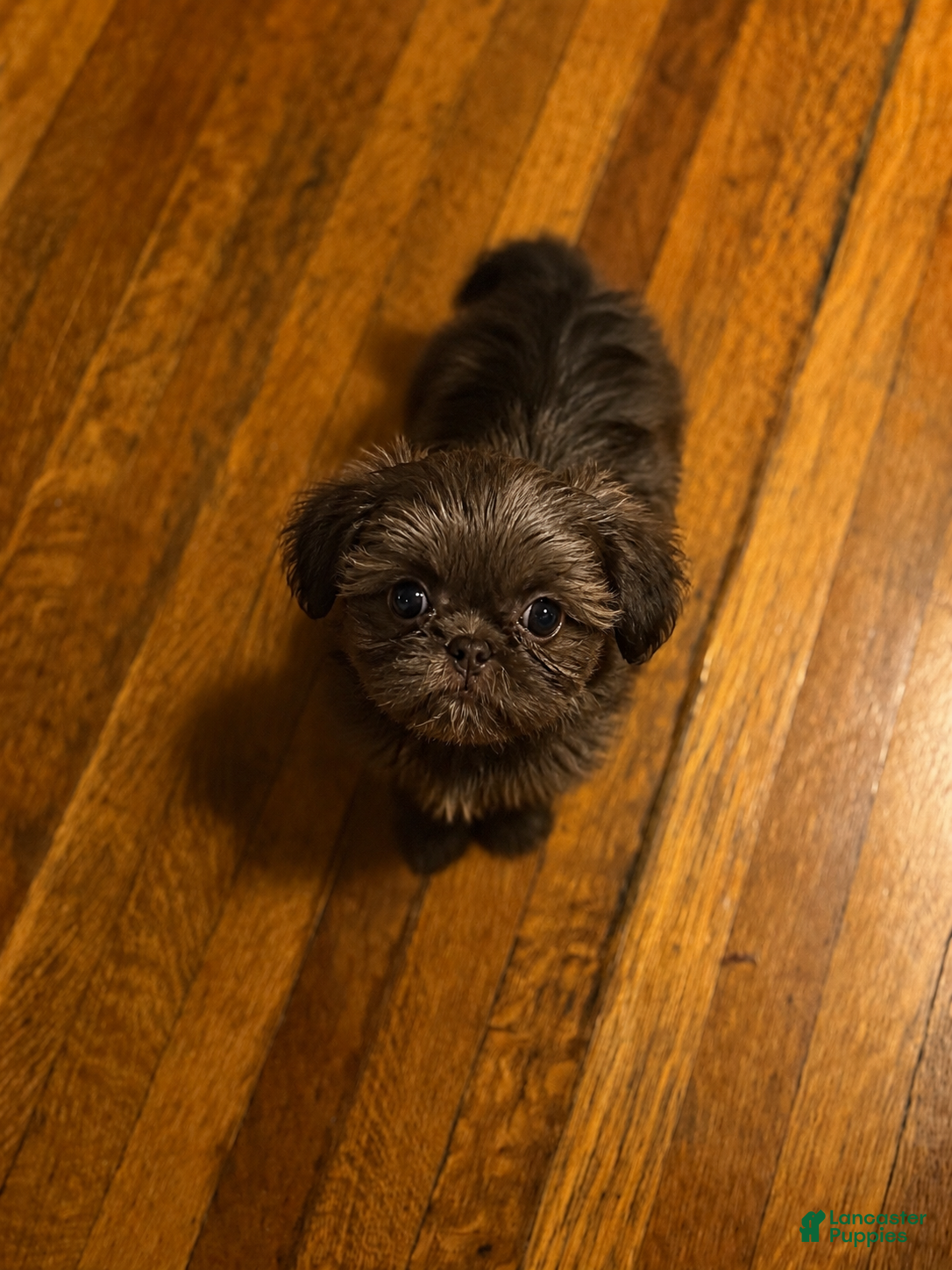 Shih Tzu dogs Blossom - Ad 1