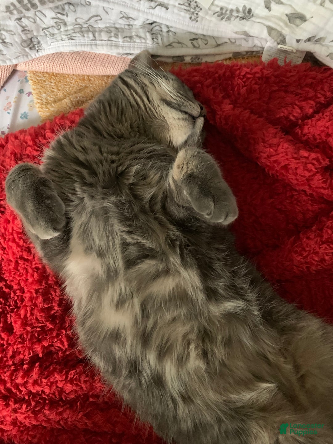 Mixed Breed dogs for sale: rosy - Ad 26