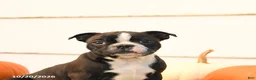 Boston Terrier dogs for sale: Abby - Ad 4