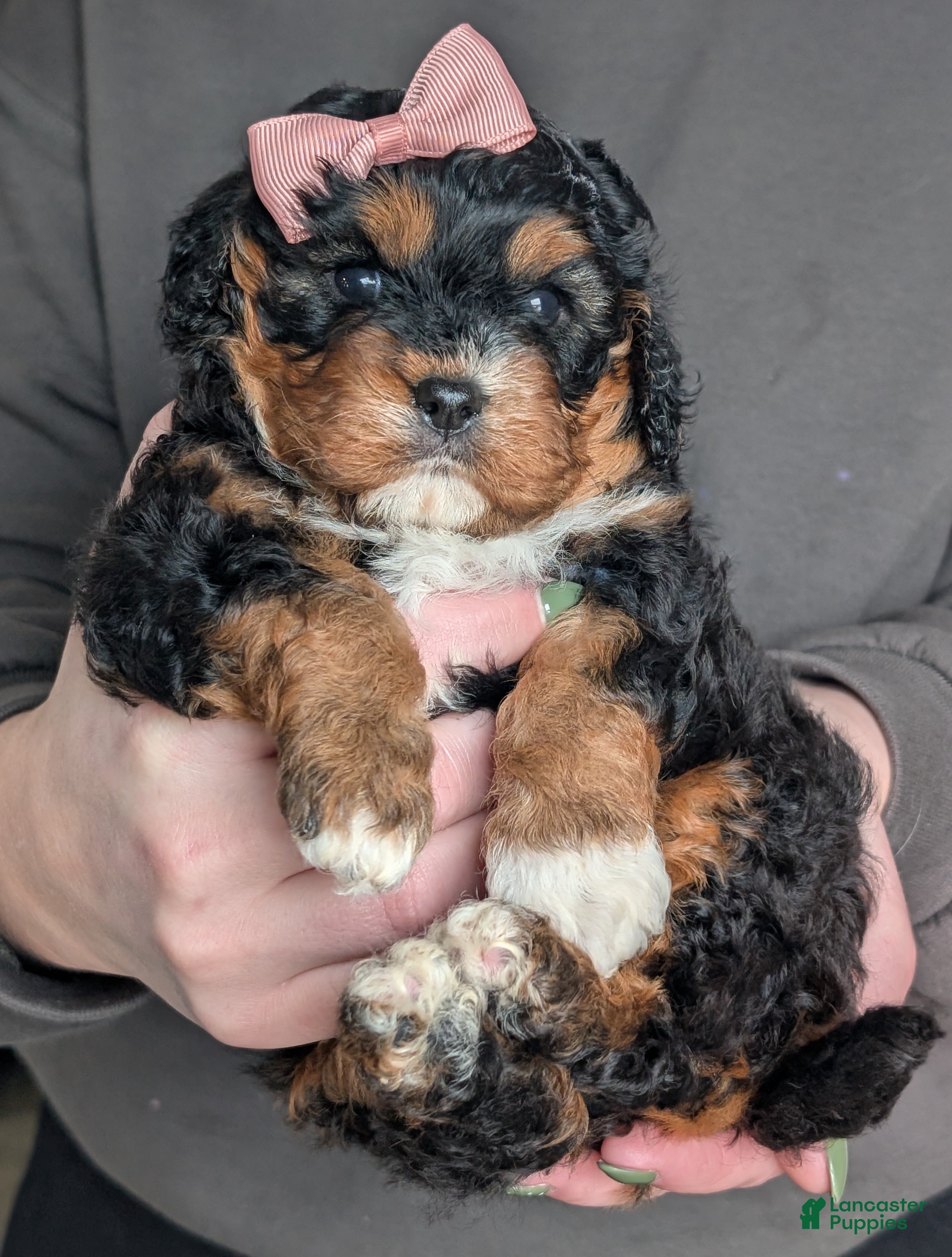 Cavapoo dogs Lily - Ad 2