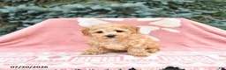 Maltipoo dogs for sale: Rocky - Ad 4